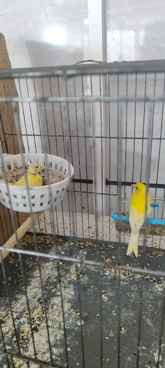 قناری|پرنده|الوند, |دیوار