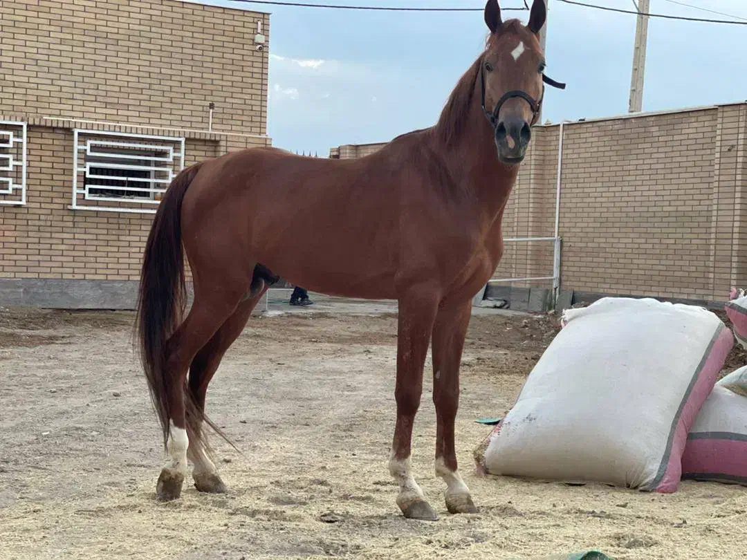 اسب اصیل دره شور|اسب و تجهیزات اسبسواری|اصفهان, شهرک صنعتی جی|دیوار