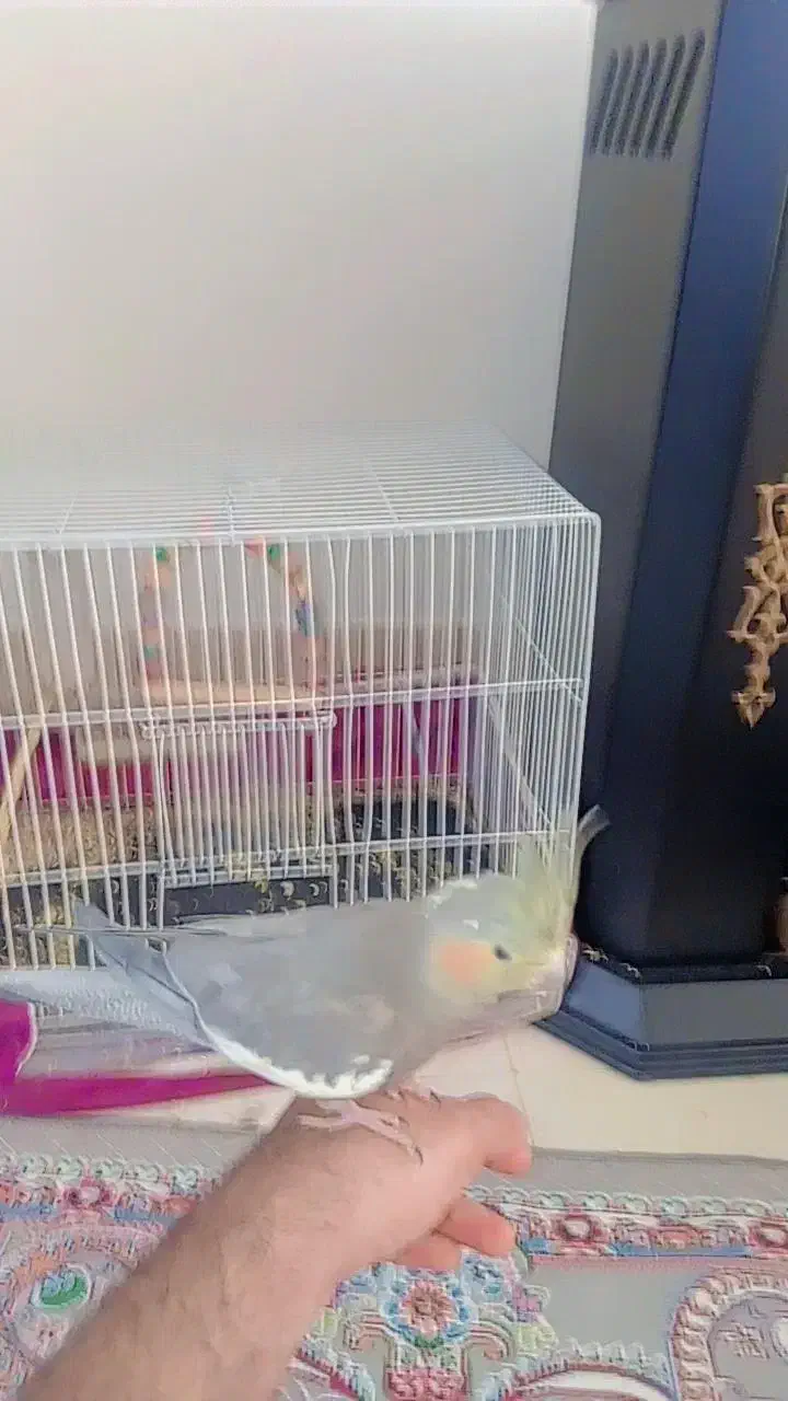 عروس هلندی سخنگو دستی|پرنده|زبرخان, |دیوار