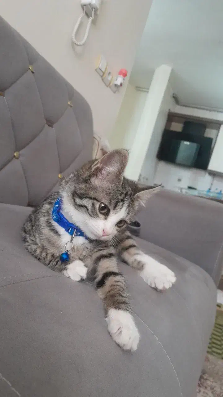 واگذاری رایگان|گربه|تربت‌حیدریه, شهرک ولیعصر|دیوار