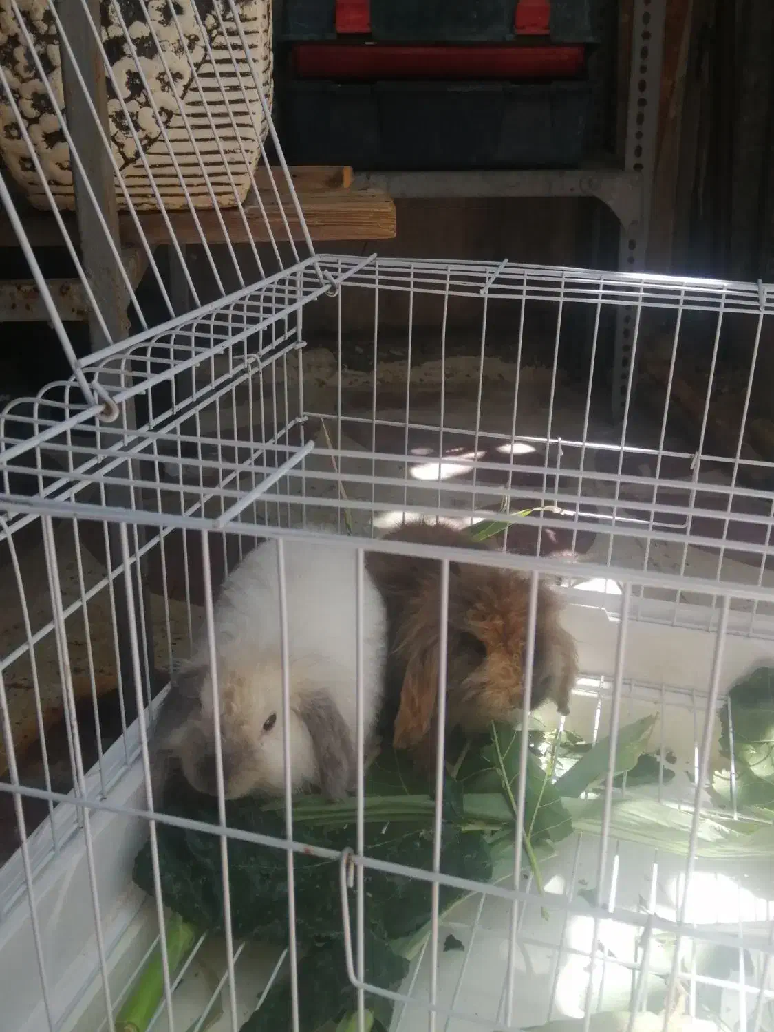 حیوانات خانگی|موش و خرگوش|شیراز, فرودگاه شهید دستغیب شیراز|دیوار