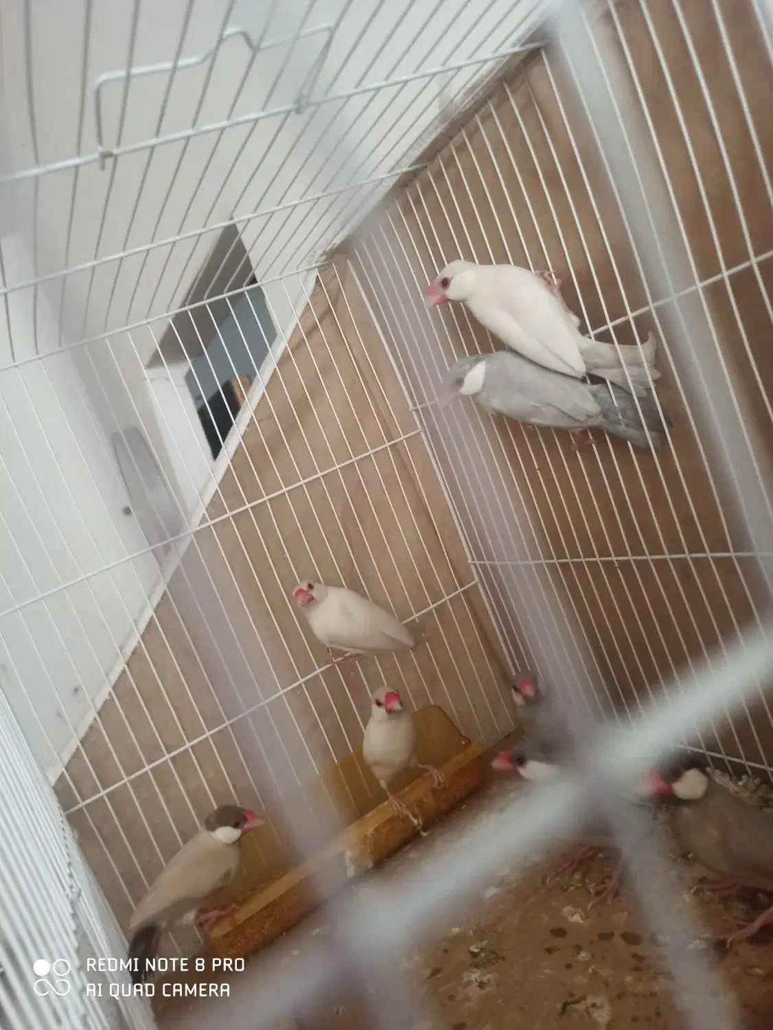 نرگسی جفت سیلور .جفت شکلاتی جفت ایزابلا|پرنده|تربت جام, میرقوام الدین|دیوار