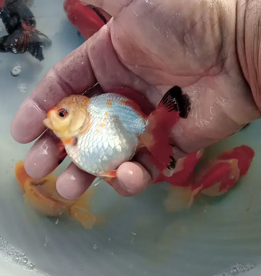 گلدفیش ۳.۵ الی ۴ اینچ|ماهی|ساری, |دیوار