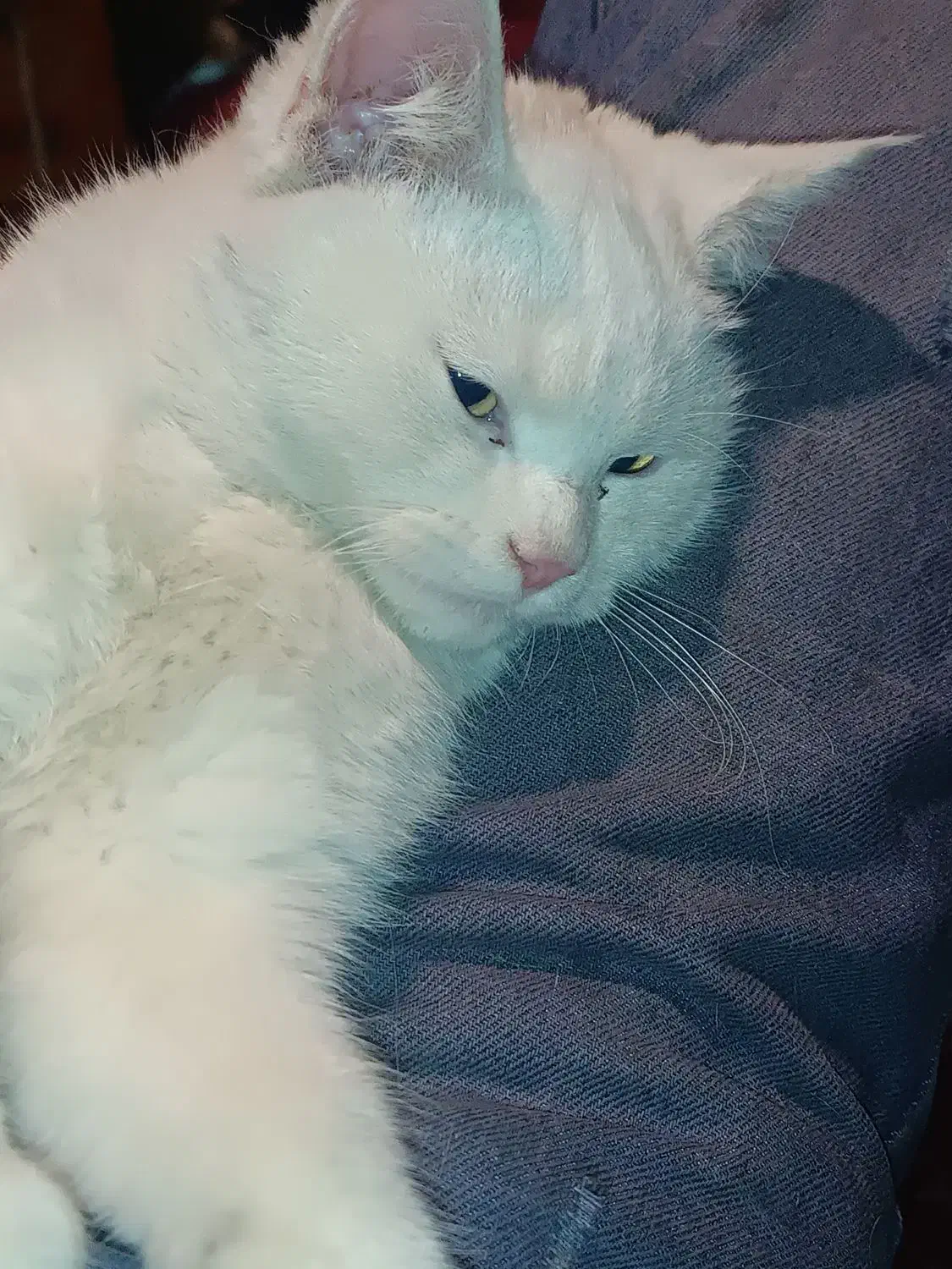 گربه خانگی نژاد پرشین ۷ماهه|گربه|یاسوج, |دیوار