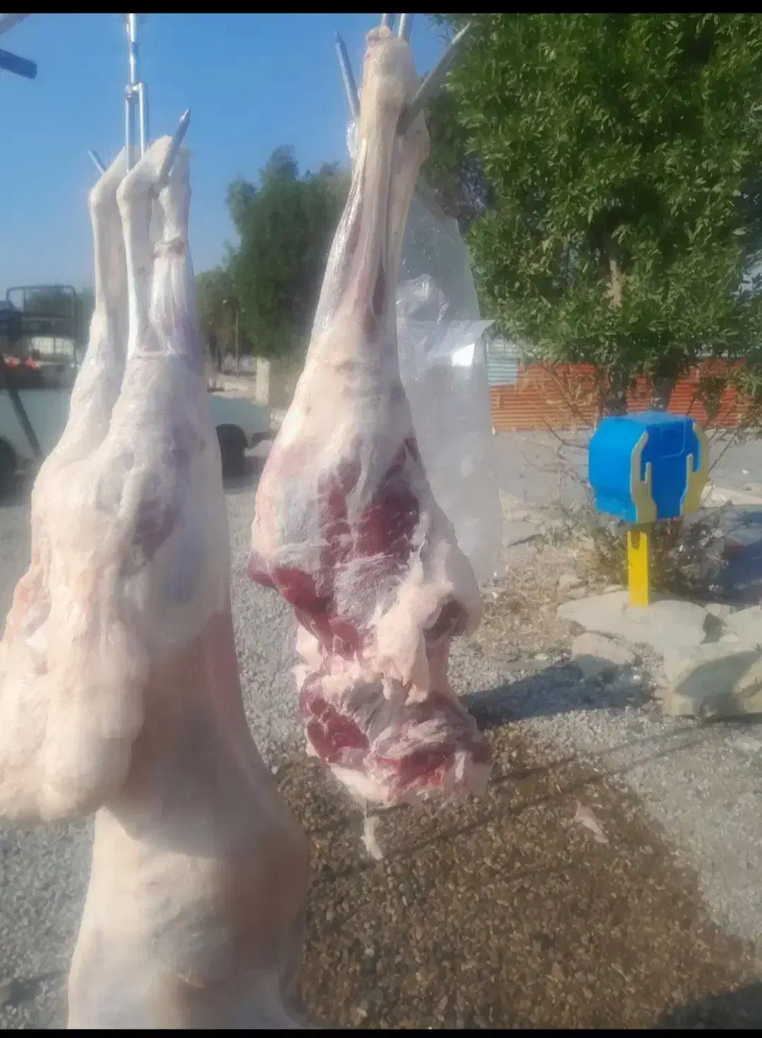 گوشت بره|حیوانات مزرعه|مسجد سلیمان, |دیوار