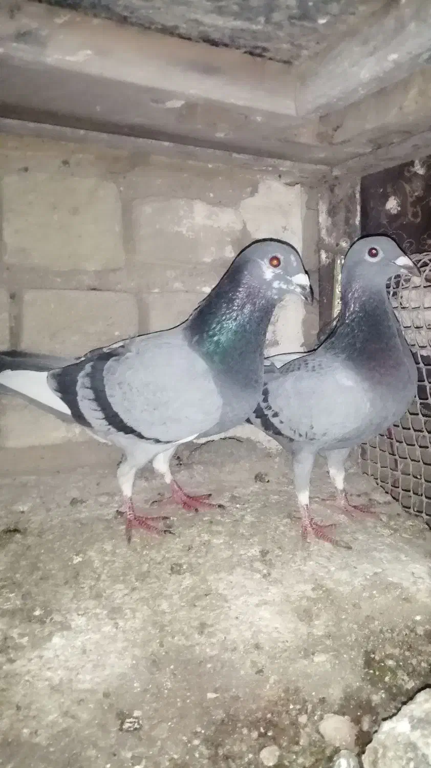 کبوترنروماده|پرنده|تربت‌حیدریه, قائم|دیوار