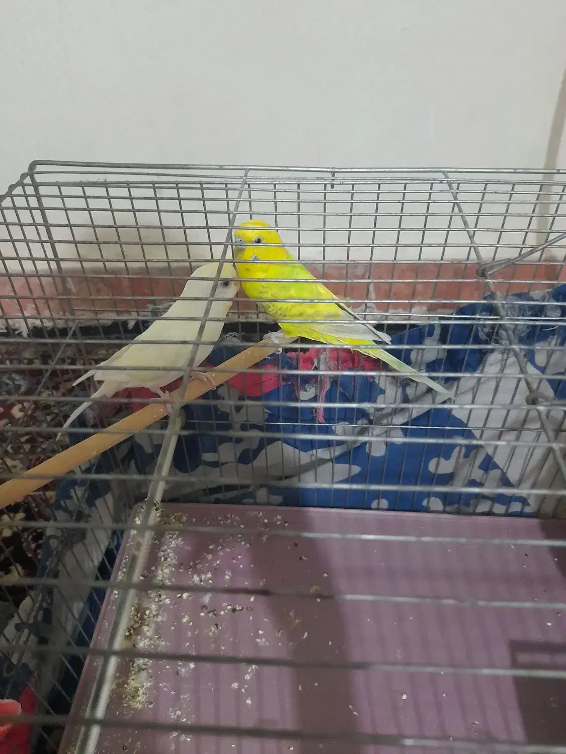 معاوض باجوجه قناری نر|پرنده|مشکیندشت, |دیوار