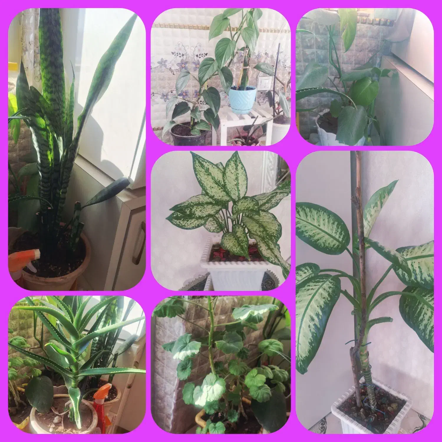 گل طبیعی|گل و گیاه طبیعی|اردبیل, |دیوار