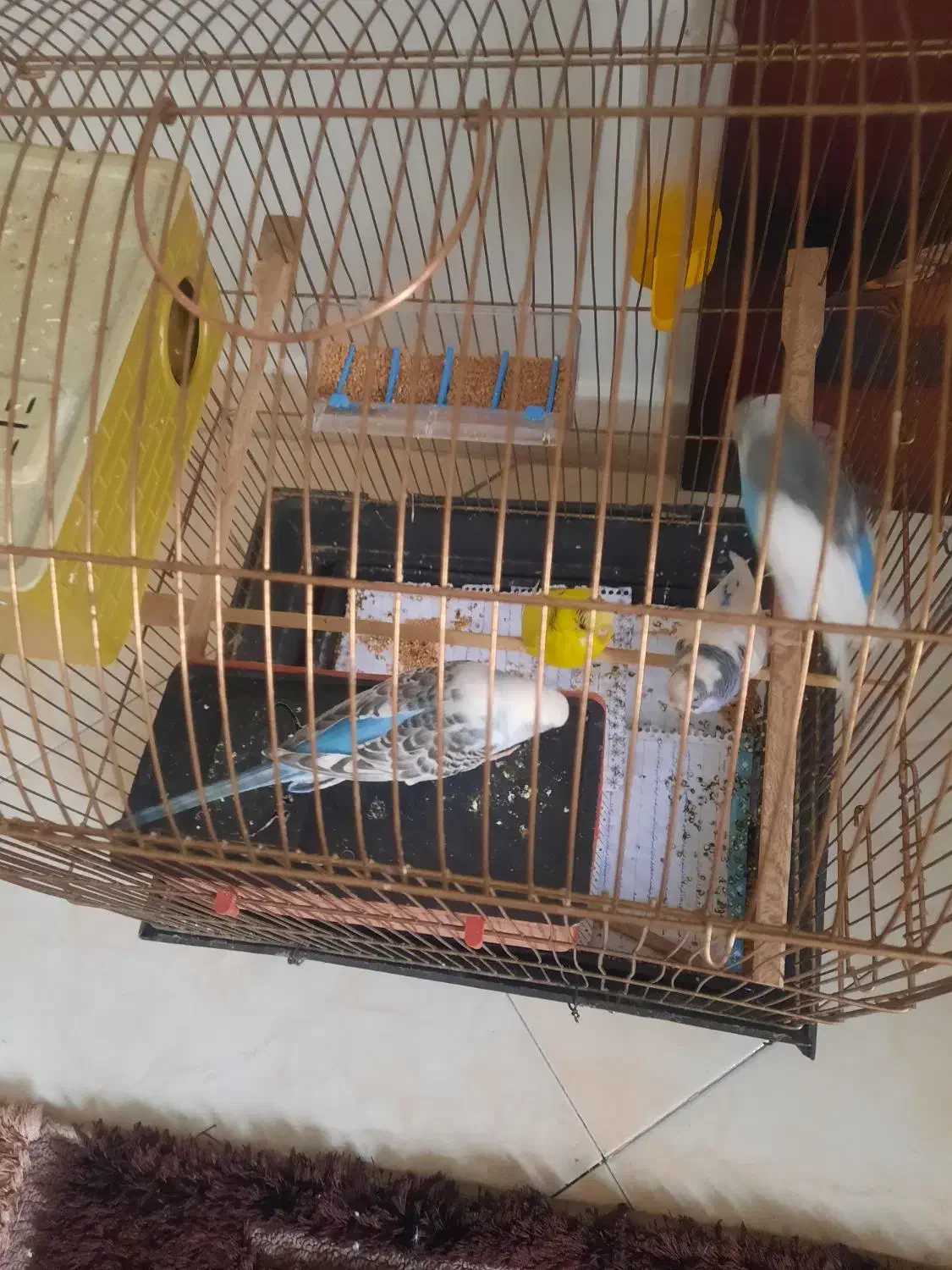 مرغ عشق|پرنده|تهران, شهرک طالقانی|دیوار