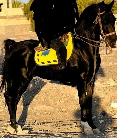 اسب نریان|اسب و تجهیزات اسب‌سواری|بم, |دیوار