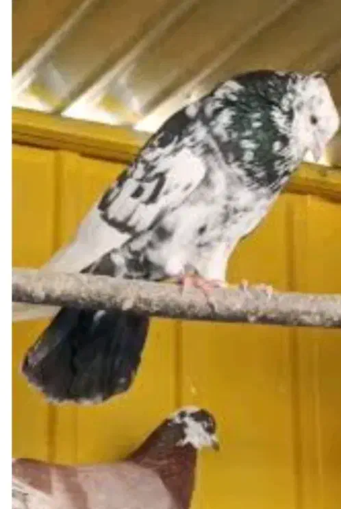 پلاس|حیوانات|اصفهان, ملکشهر|دیوار