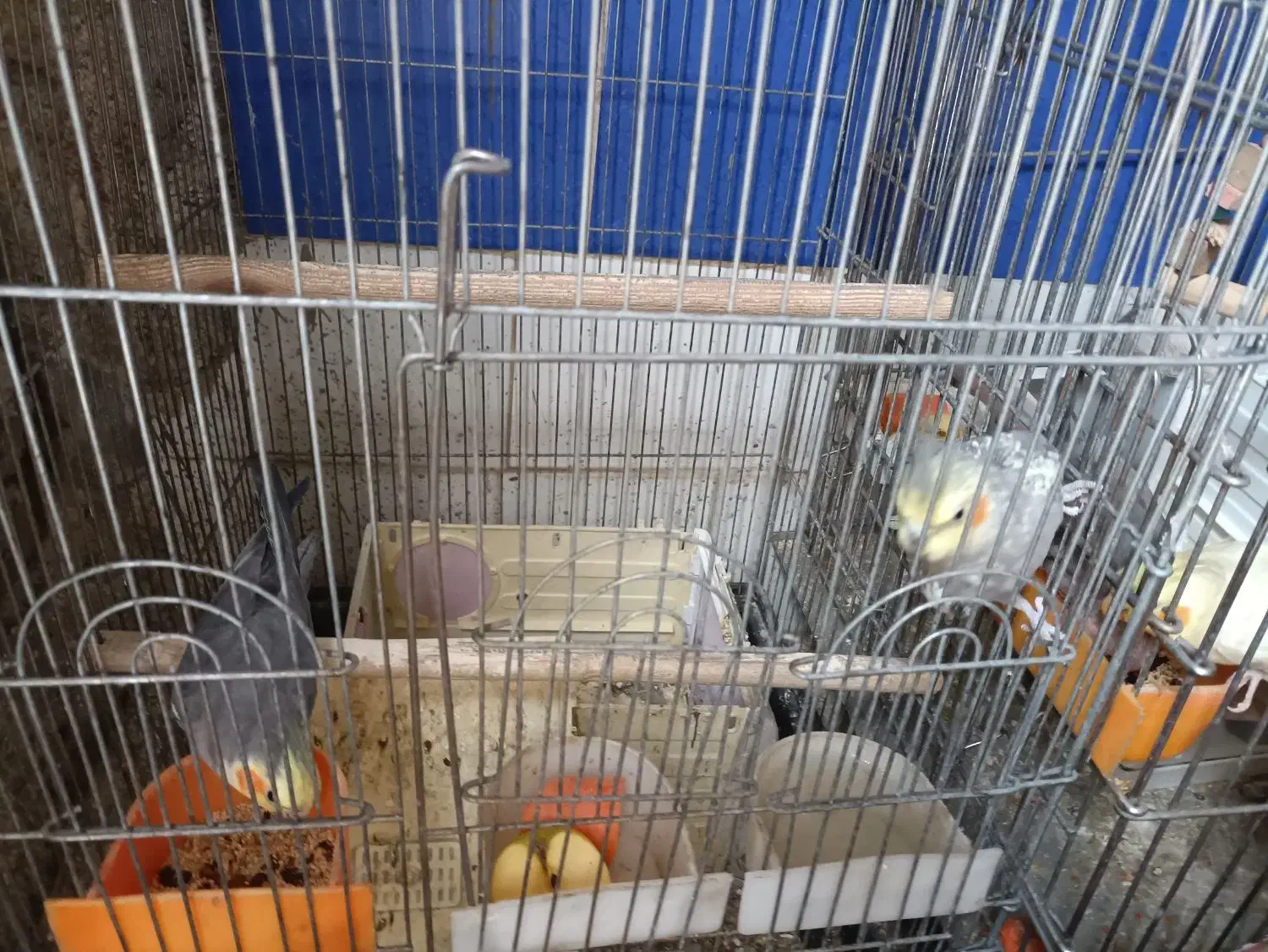 عروس هلندی|پرنده|رومشکان, |دیوار