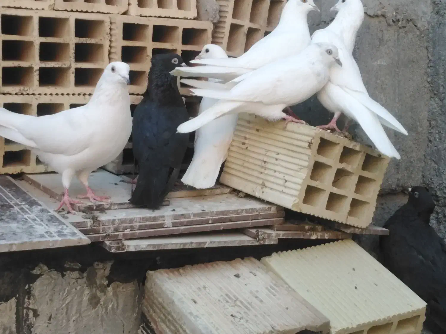 کبوتر سیاه بوشهری هندی بمبئی|پرنده|خورموج, |دیوار