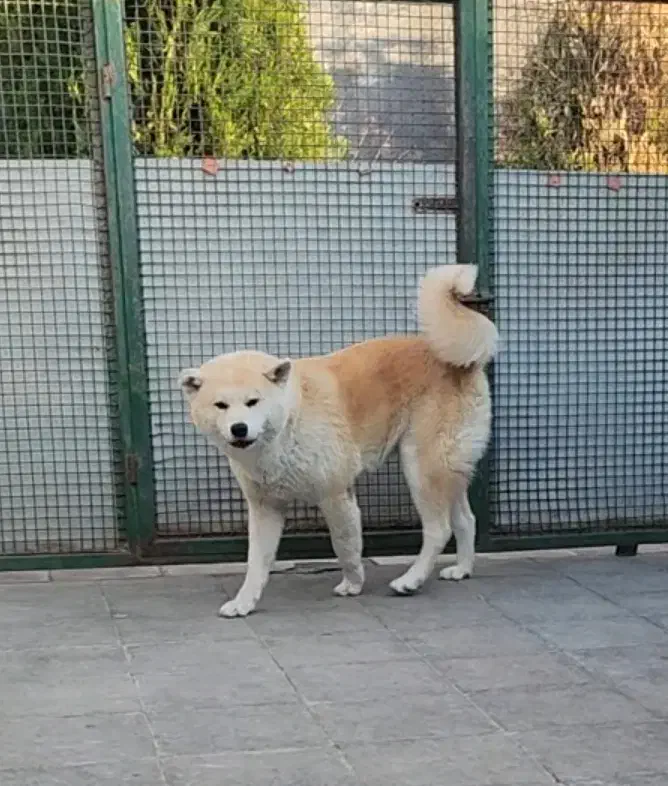اکیتا ژاپنی|سگ|بومهن, |دیوار