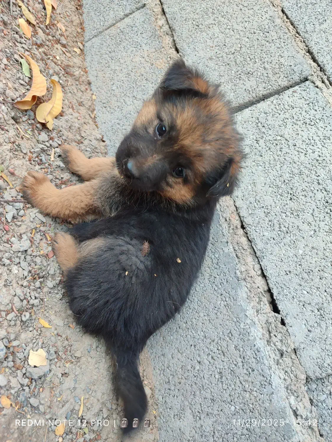 واگذاری ژرمن شپرد شولاین|سگ|نیشابور, مازول|دیوار