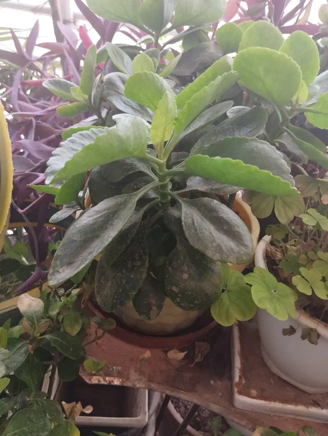 تموم گلها حراج واقعی|گل و گیاه طبیعی|فولادشهر, مسکن مهر فولادشهر|دیوار