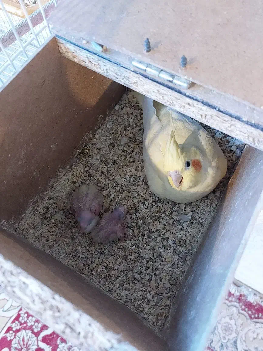 عروس هلندی دوکت لوتینو جفت با تخم و جوجه|پرنده|مشهد, شهرک مهرگان|دیوار