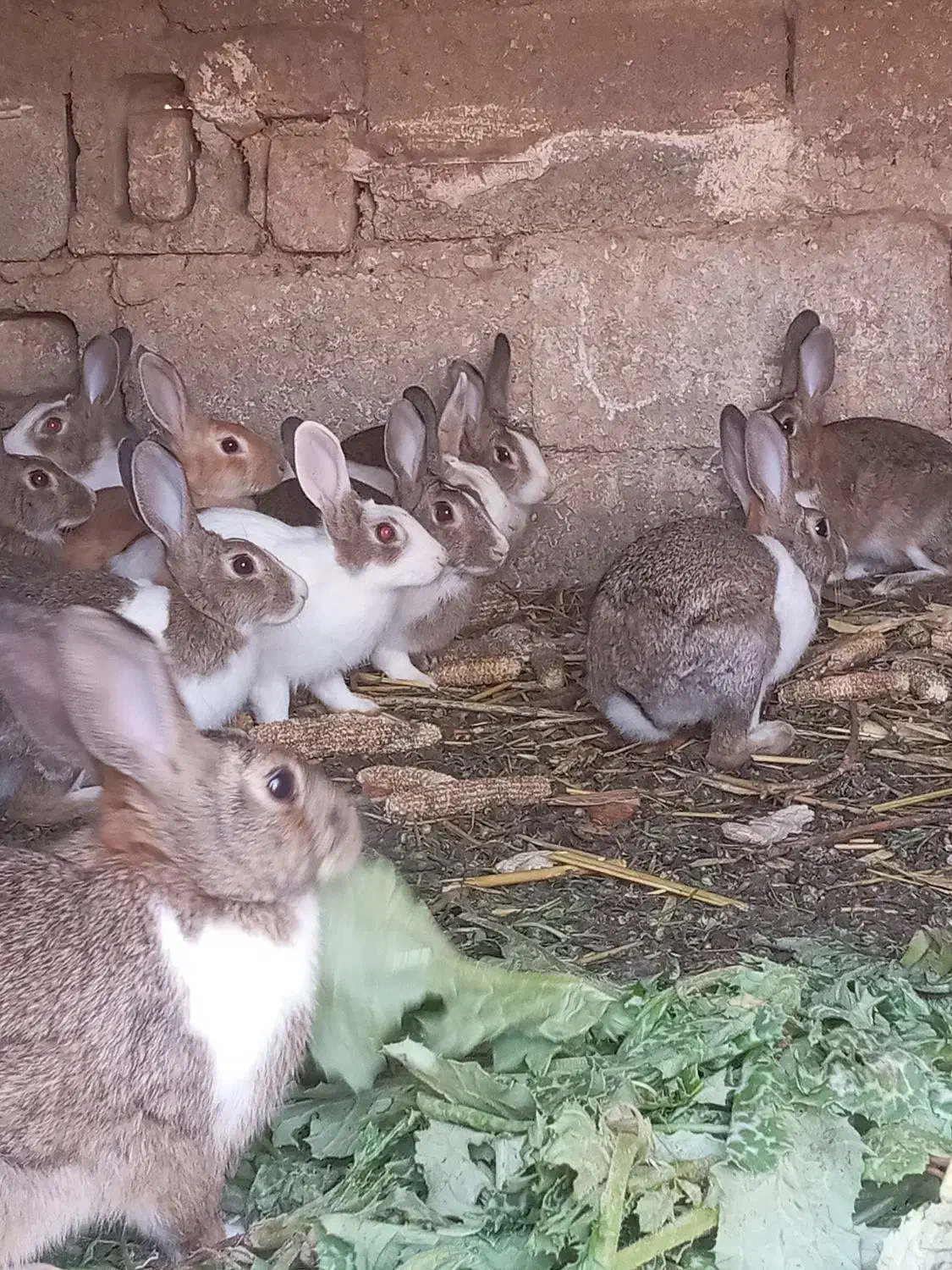 خرگوش|موش و خرگوش|دشت ذهاب, |دیوار