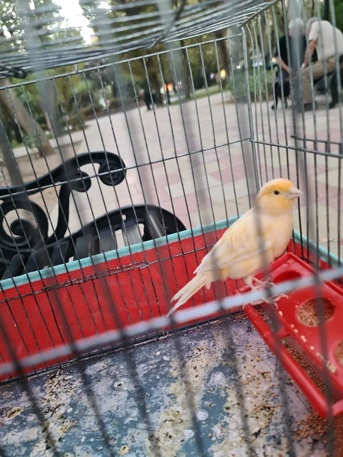 قناری جوان نر ریزه خوان باقفس ۱۲۰۰|پرنده|کرج, کوی زنبق|دیوار