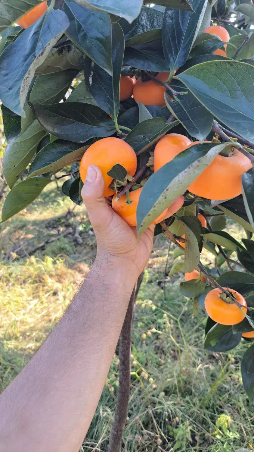 فروش خرمالوی عمده|عمدهفروشی|رودسر, |دیوار