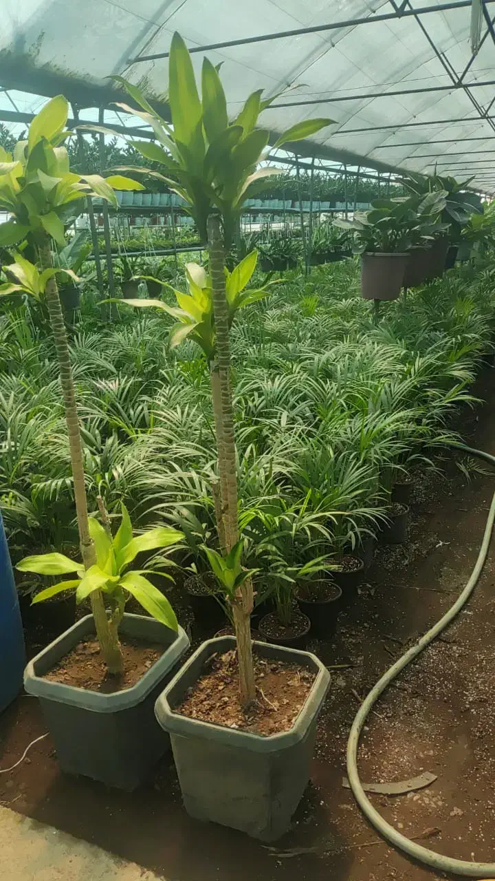 انواع گل های آپارتمانی|گل و گیاه طبیعی|مشهد, امیریه|دیوار