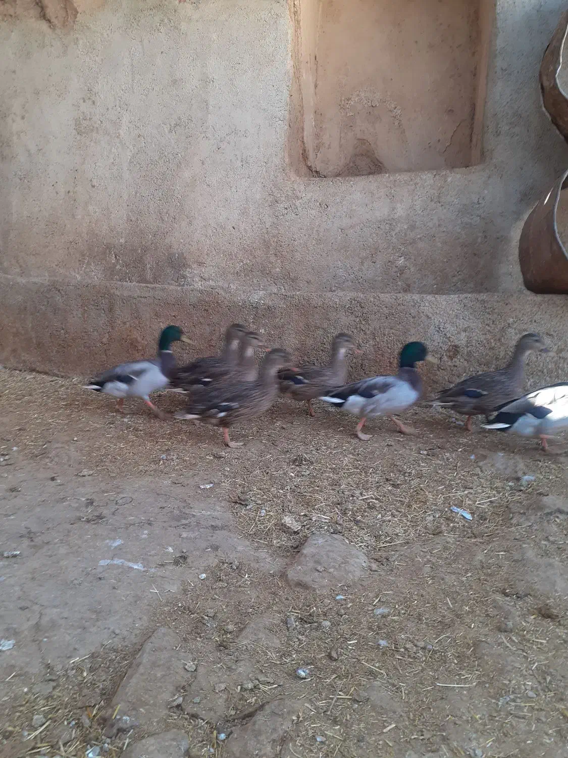 اردک کوهی کله سبز|حیوانات مزرعه|کوهدشت, |دیوار