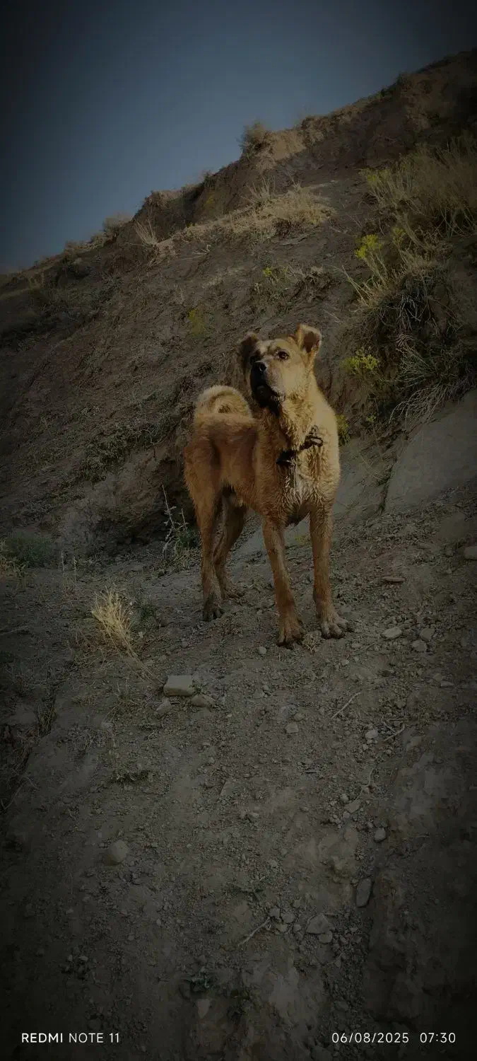 سگ گمشده|حیوانات|خواجه, |دیوار