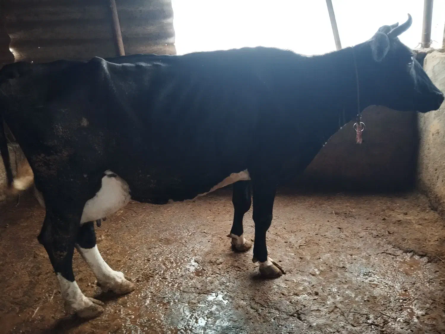 گاو با گوساله ماده|حیوانات مزرعه|شفت, |دیوار