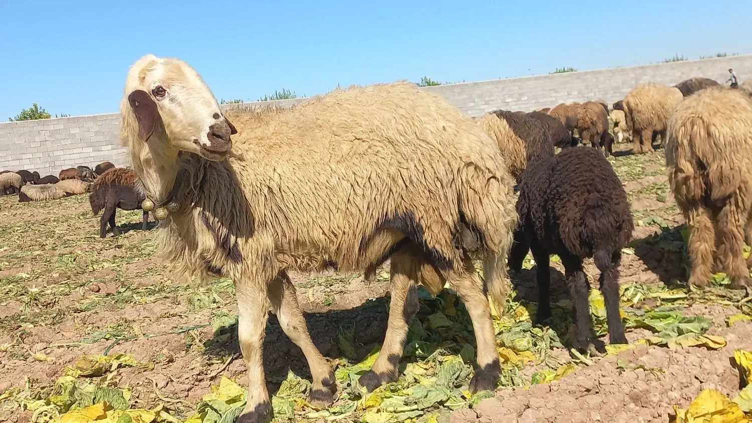 ۸۰۰۰۰|حیوانات مزرعه|گتوند, |دیوار