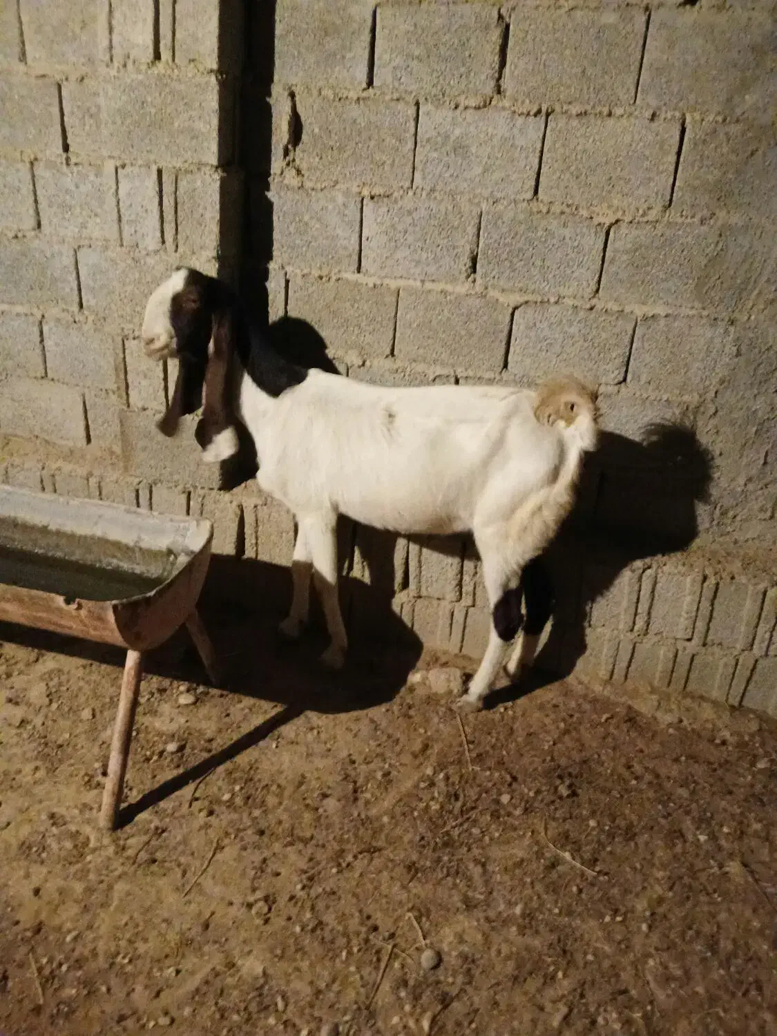 بز افغانی گناوه|حیوانات مزرعه|بندر گناوه, |دیوار