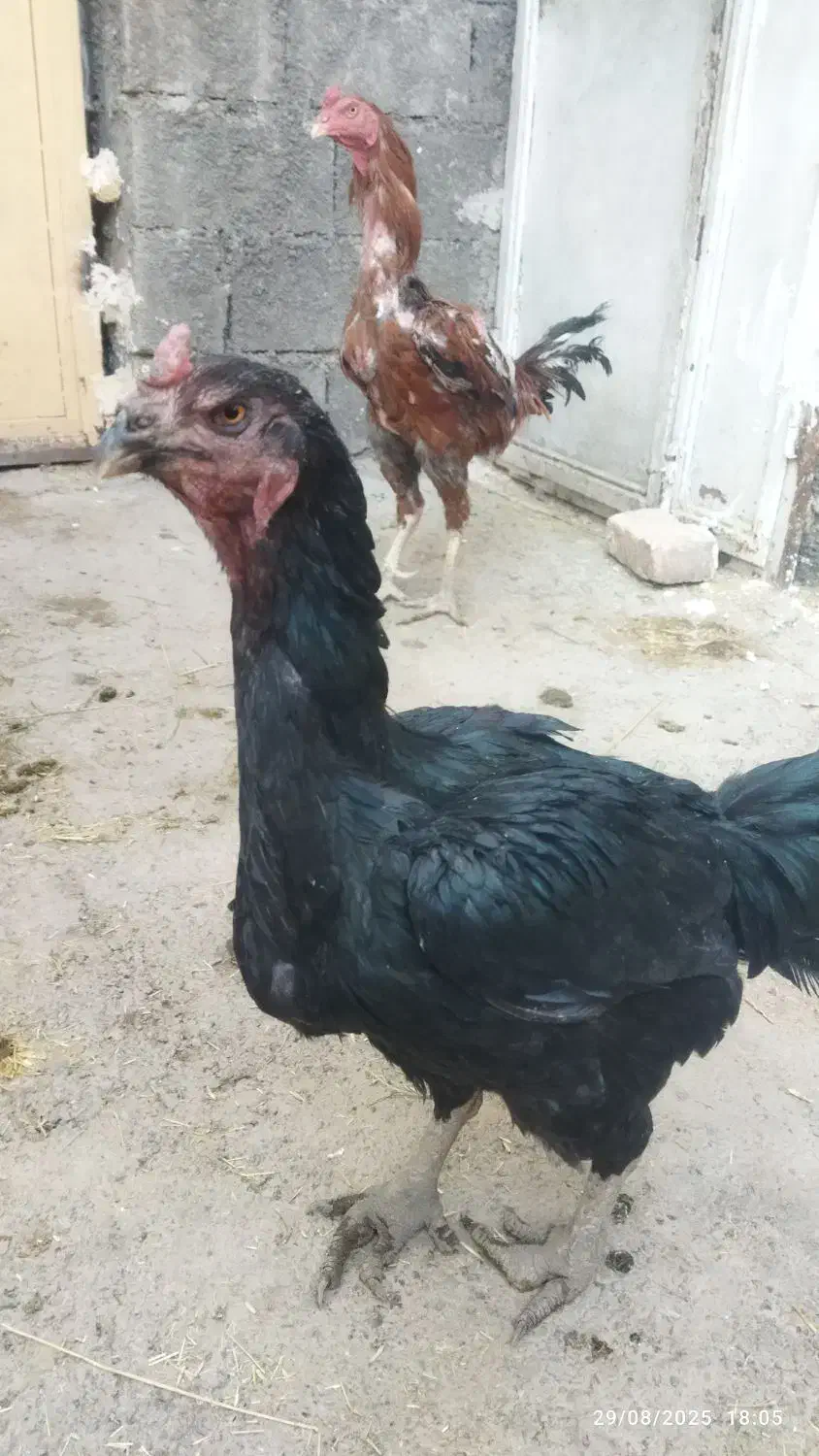 فروش تخم نطفه دار  لاری اصیل|حیوانات مزرعه|نورآباد, |دیوار