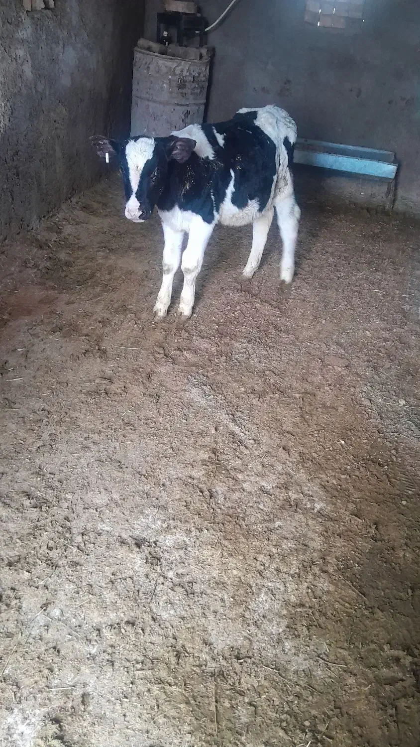 گوساله|حیوانات مزرعه|بوئین زهرا, |دیوار