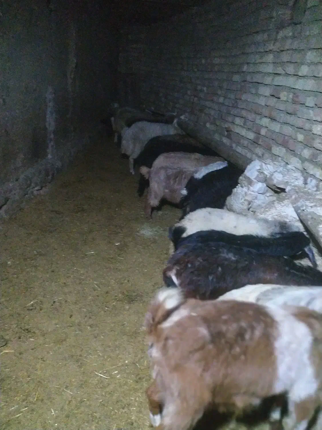 افشاری. پلنگی. مهربانی. بختیاری.|حیوانات مزرعه|کنگاور, |دیوار