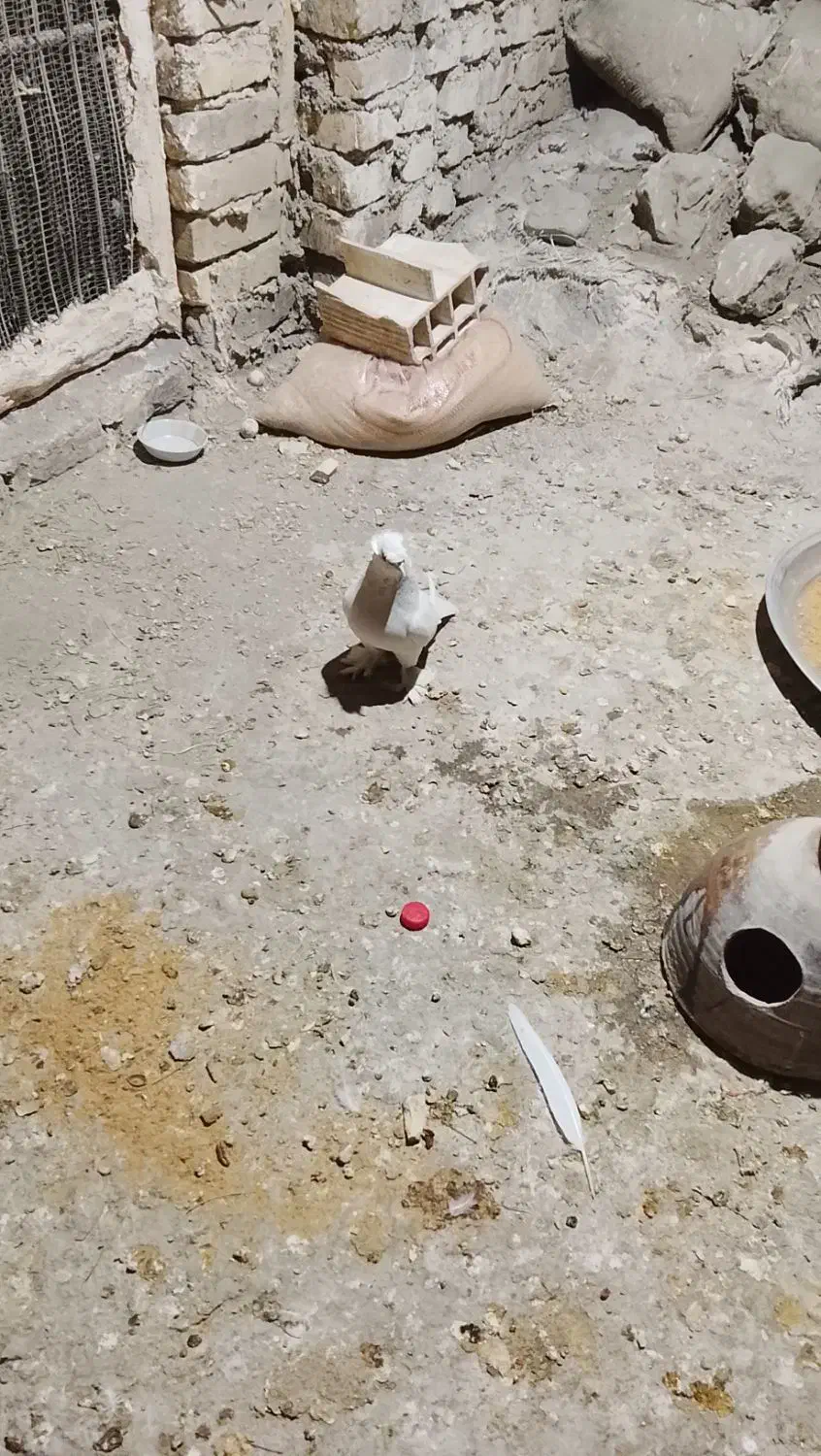 کفتر|پرنده|یزد, |دیوار