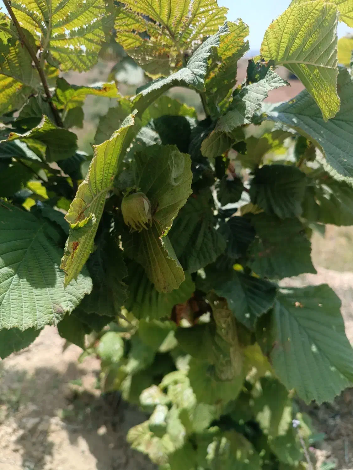 فروش زمین|فروش زمین و ملک کلنگی|دیلمان, |دیوار