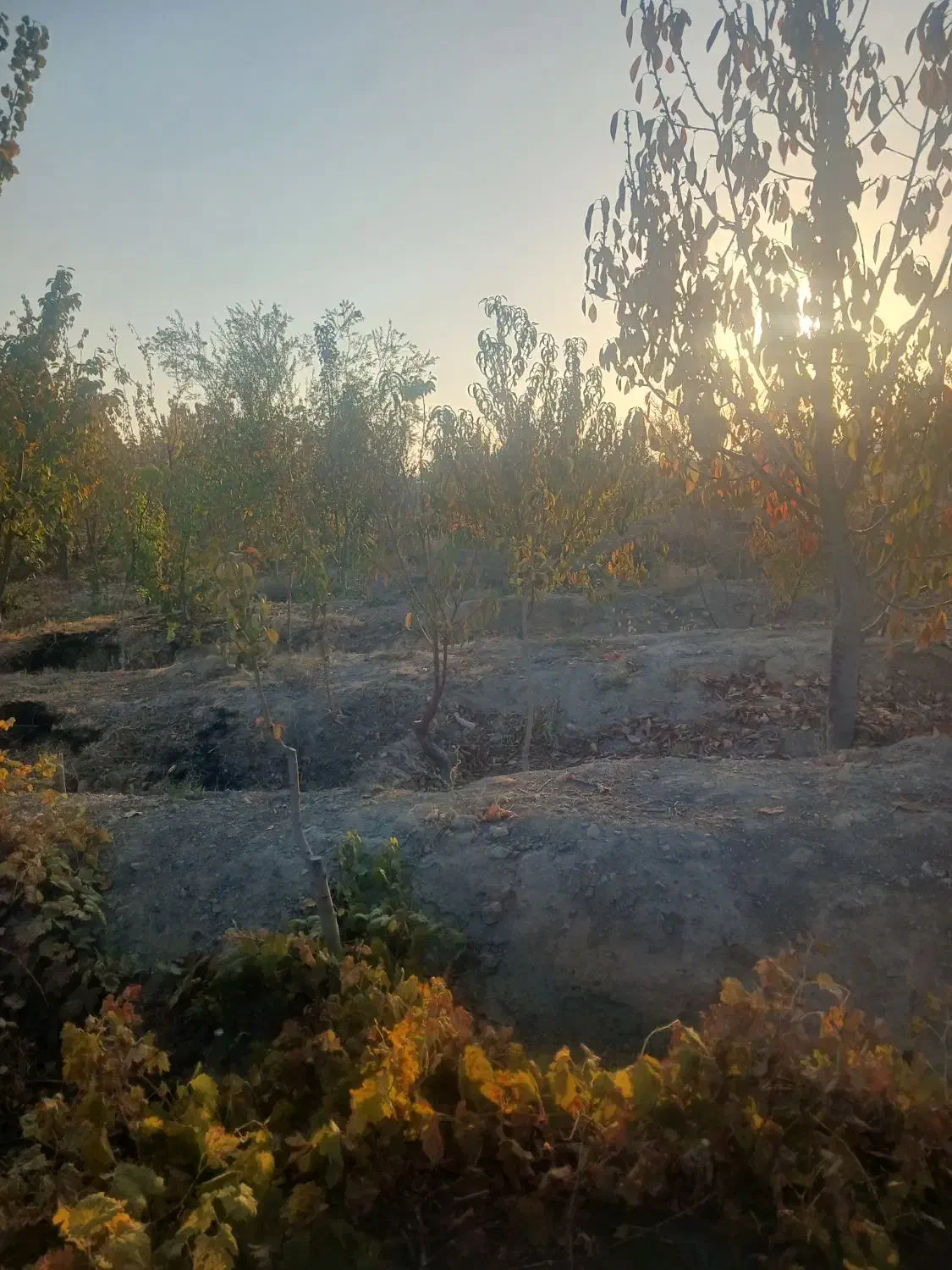 انواع باغ کشاورزی در روستای گلاباد موجود است|فروش خانه و ویلا|صوفیان, |دیوار