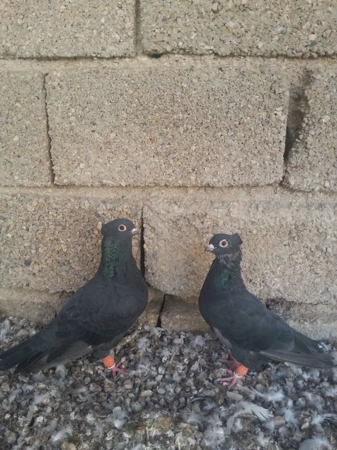 کبوتر|پرنده|آبپخش, |دیوار