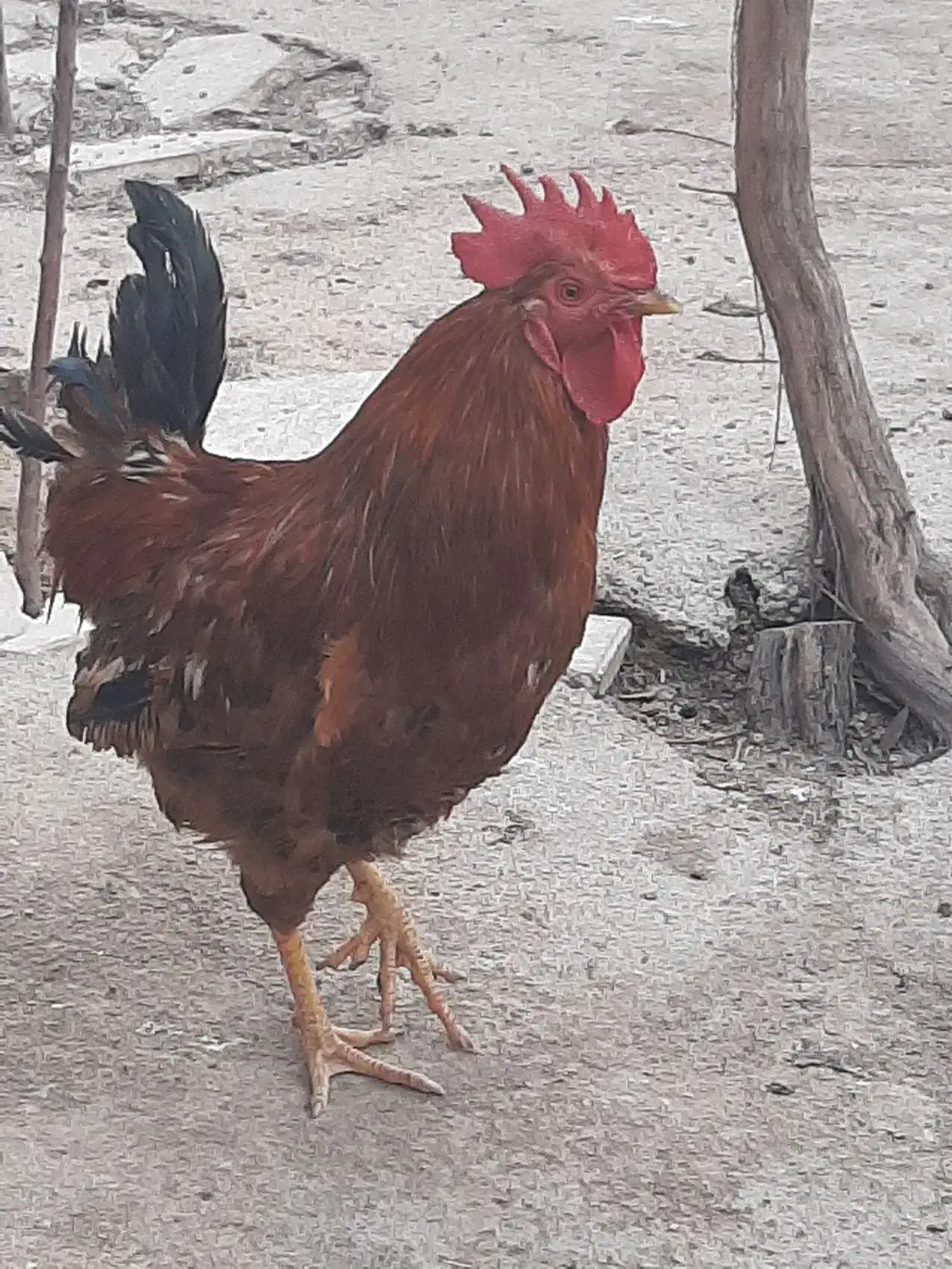 خروس|حیوانات مزرعه|گرمخان, |دیوار