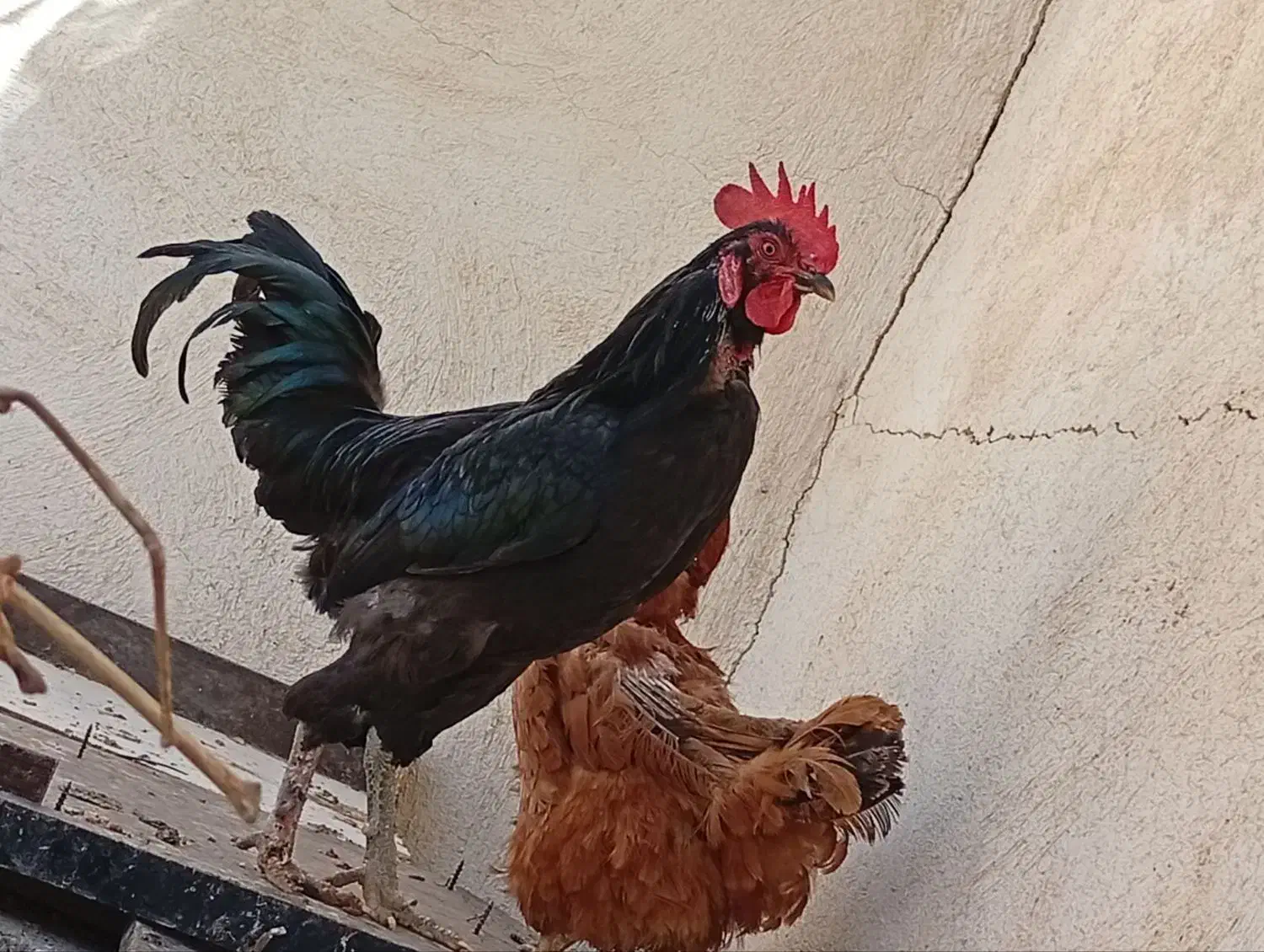 خروس محلی|حیوانات مزرعه|زرندیه, |دیوار