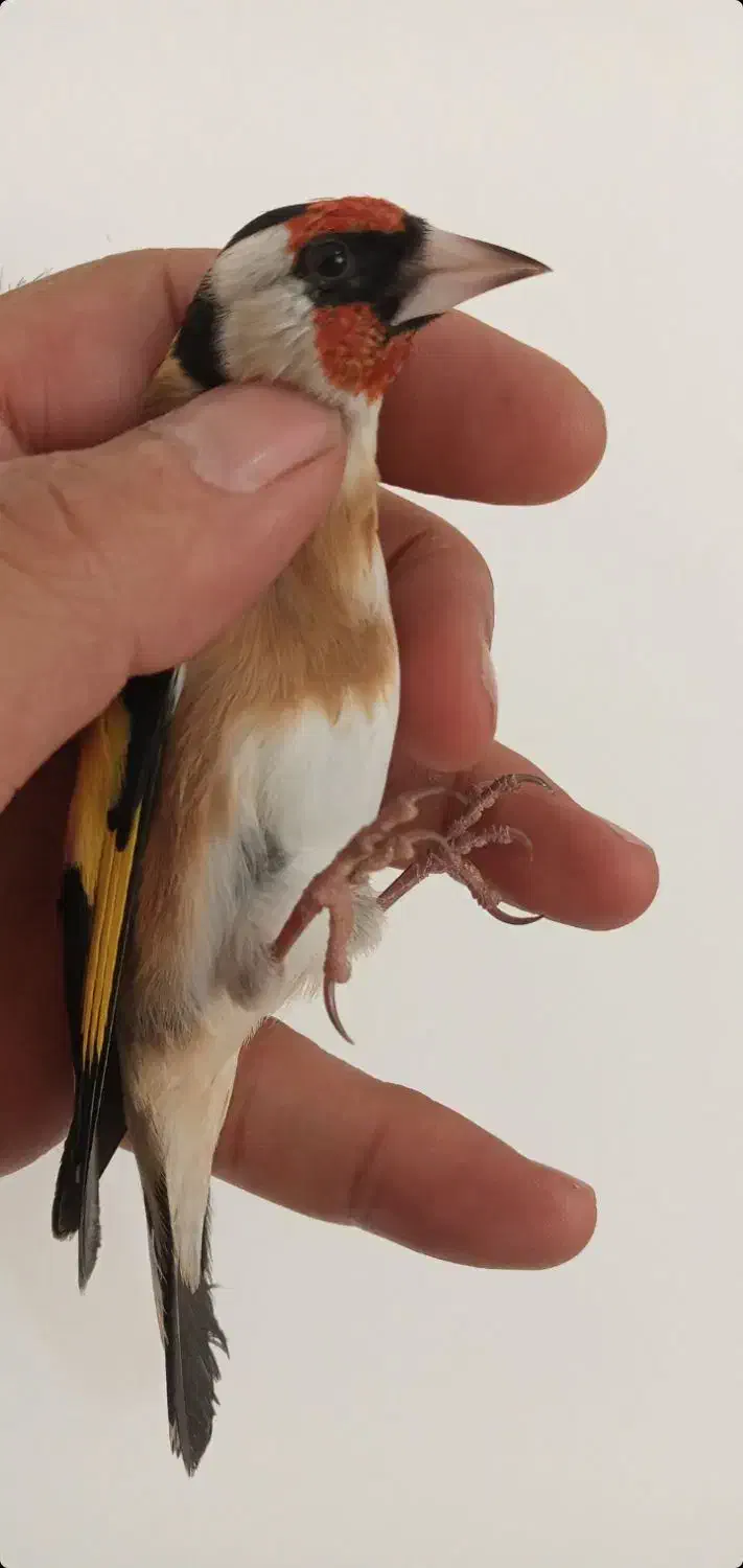 سهره نر|پرنده|اردبیل, |دیوار