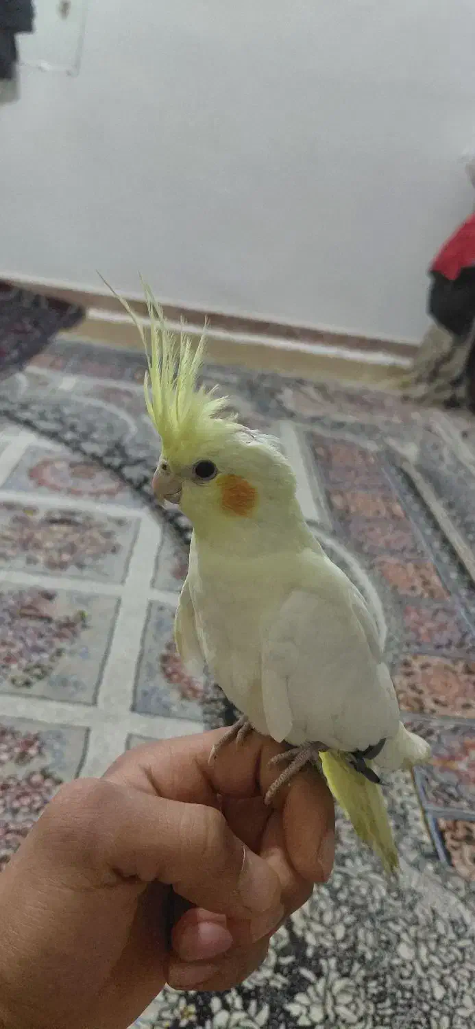 عروس هلندی لوتینو چشم شرابی|پرنده|قوچان, |دیوار