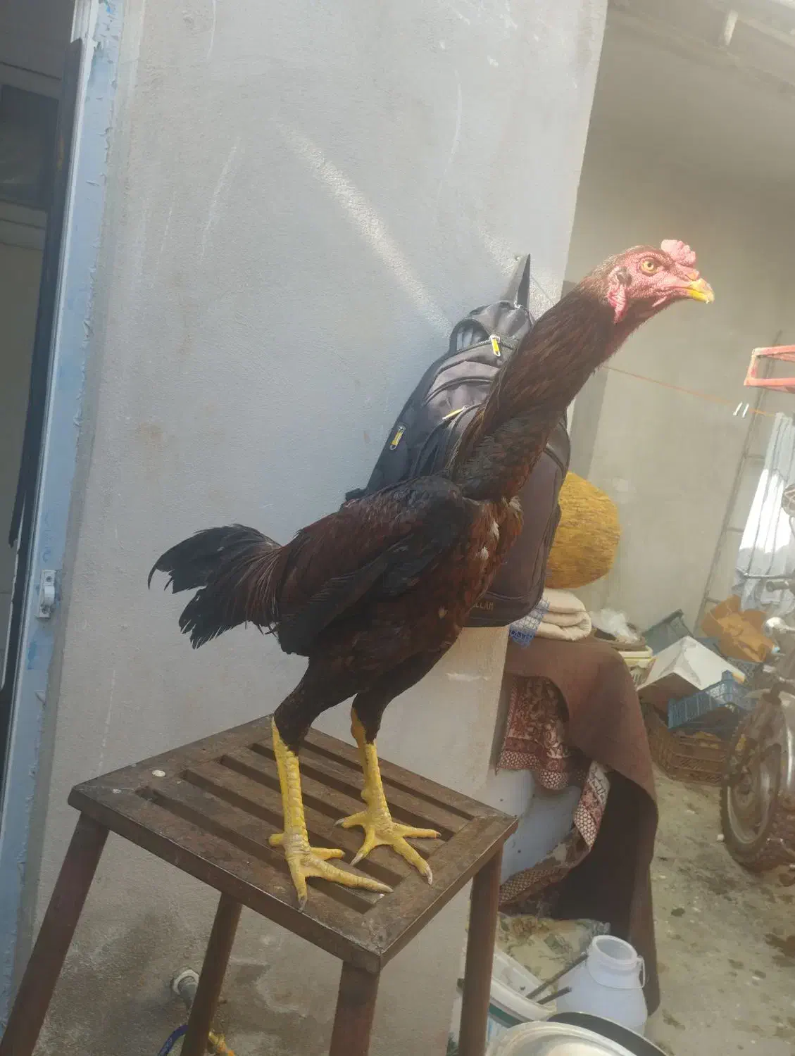 خروس لاری|حیوانات مزرعه|سقز, |دیوار