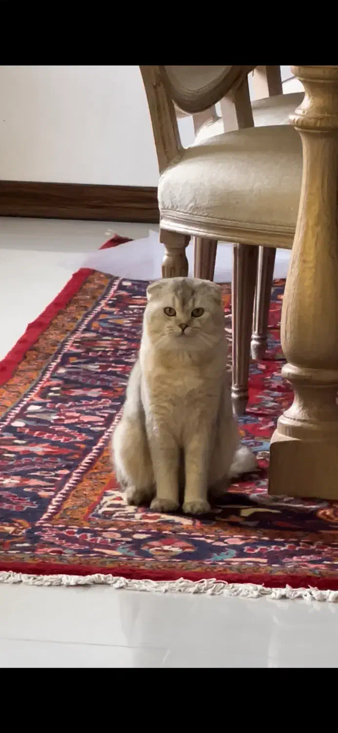 گربه|گربه|خمین, |دیوار