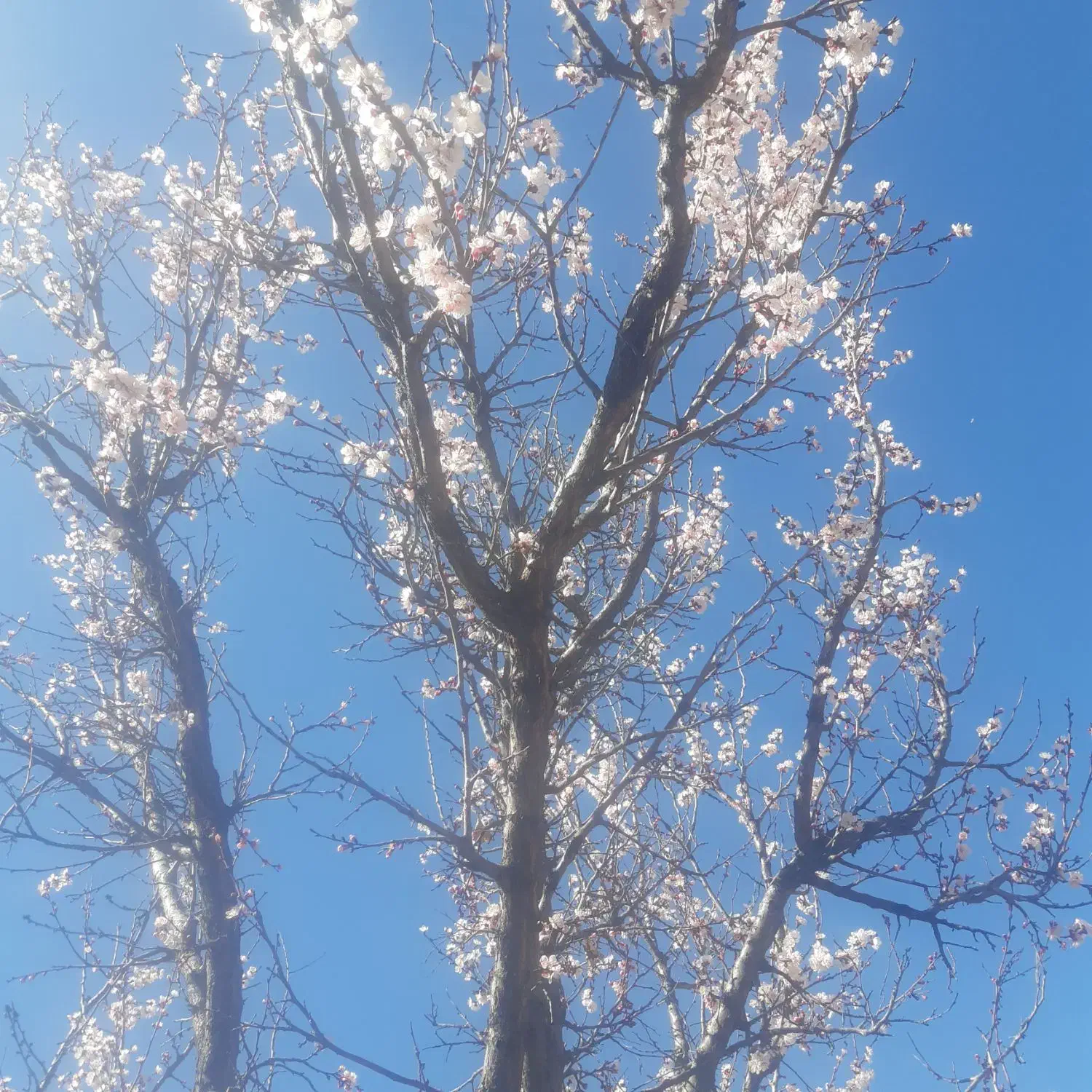 وام مهر|کارت هدیه و تخفیف|الشتر, |دیوار