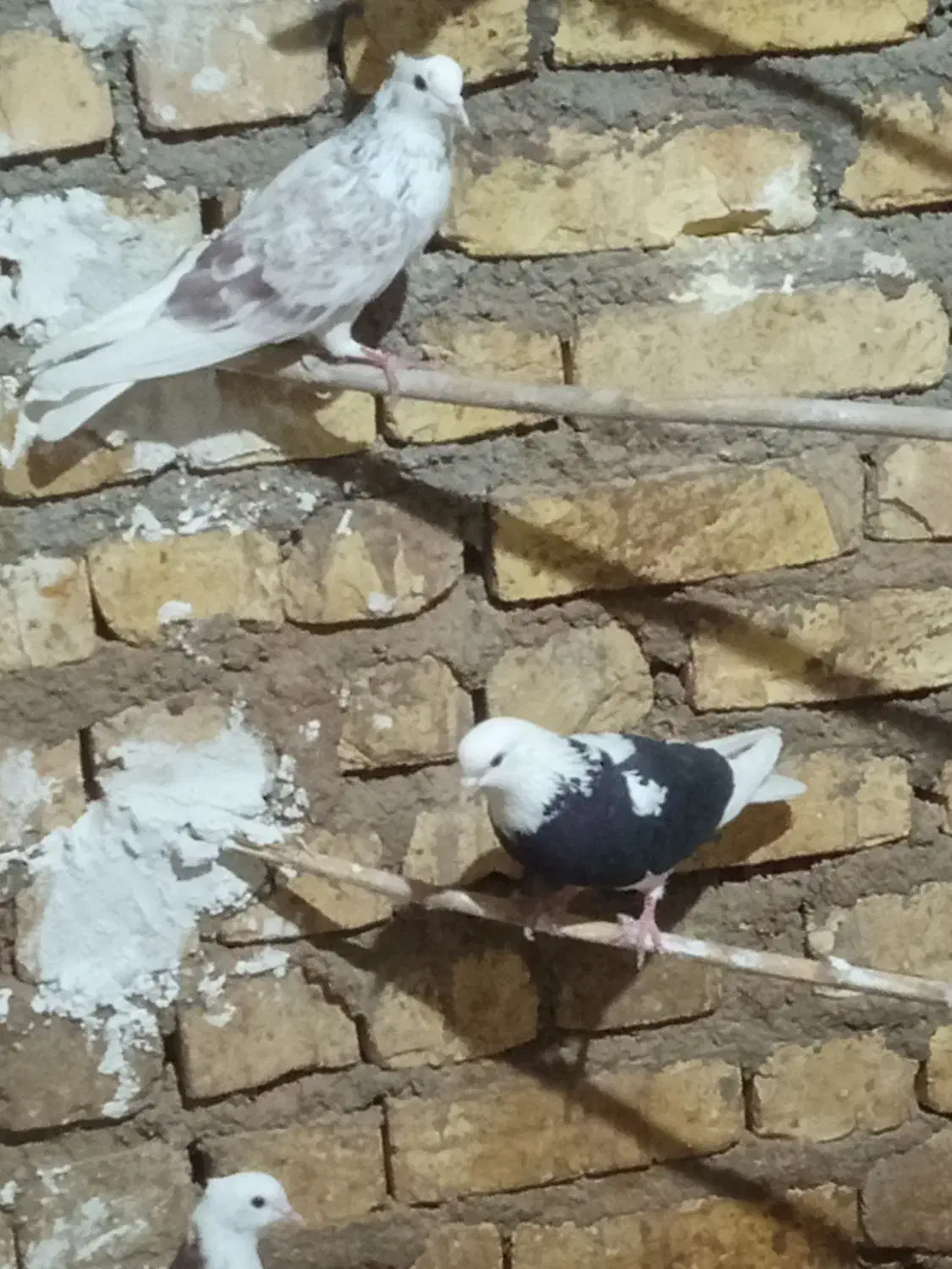 کفتر|پرنده|آران و بیدگل, |دیوار