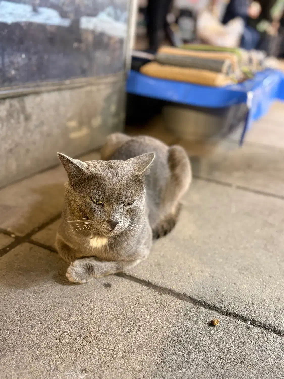 گربه گمشده|حیوانات|رشت, سعدی (تختی)|دیوار