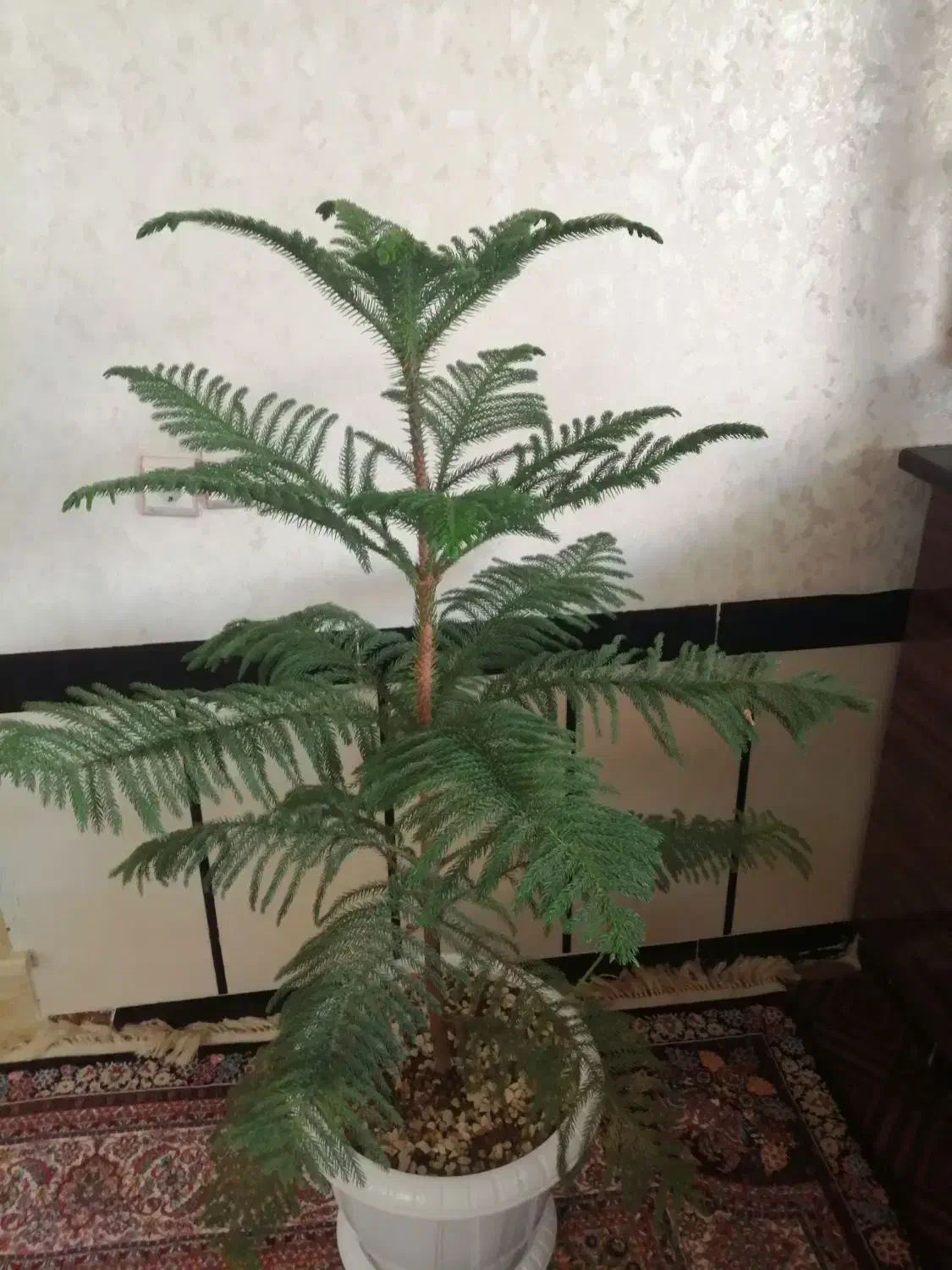 گل بزرگ|گل و گیاه طبیعی|پیرانشهر, |دیوار