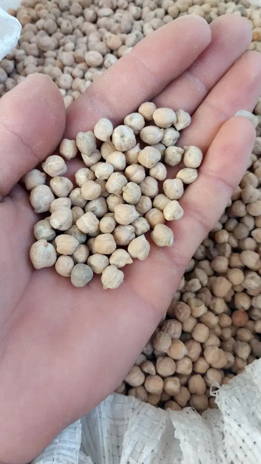 نخود خوراکی|خوردنی و آشامیدنی|قشلاق دشت, |دیوار