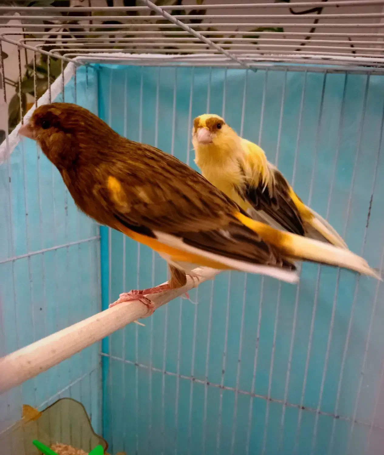 قناری|پرنده|مشهد, وکیل‌آباد|دیوار