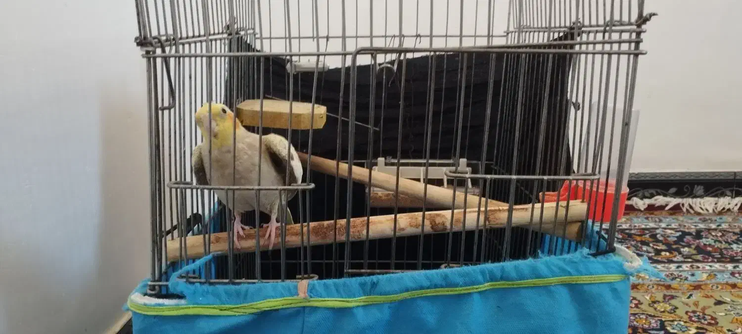 عروس هلندی ماده|پرنده|سرپل ذهاب, |دیوار